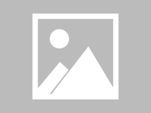 绿植设计与美学解析，从入门到经典